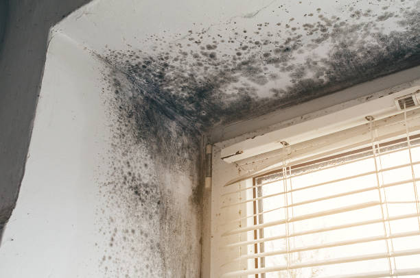 Affordable Mold Cleanup solutions in Sparta, TN
