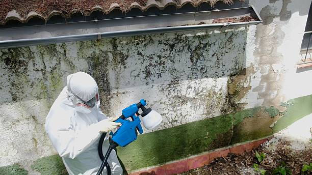 Top rated local Mold Cleanup specialists in Sparta, TN
